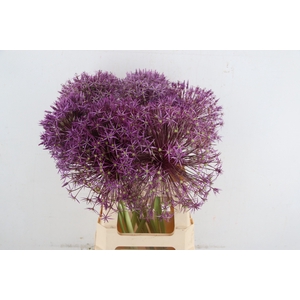 ALLIUM CHRISTOPHII