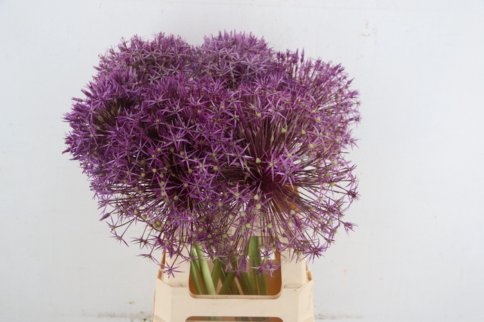 ALLIUM CHRISTOPHII