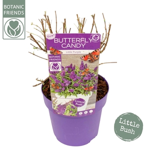 Buddleja Butterfly Candy 'Little Purple'®