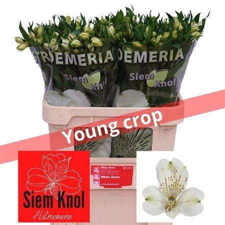 <h4>Alstroemeria White Swan</h4>