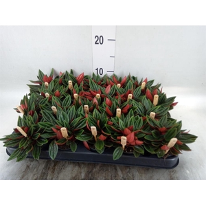 Peperomia caperata 'Rosso'