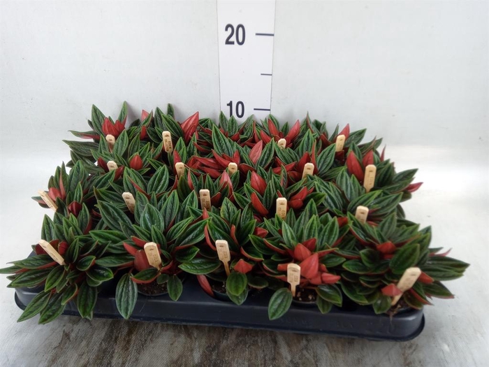<h4>Peperomia caperata 'Rosso'</h4>