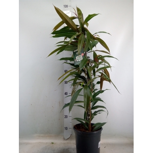 Ficus binn. 'Amstel King'