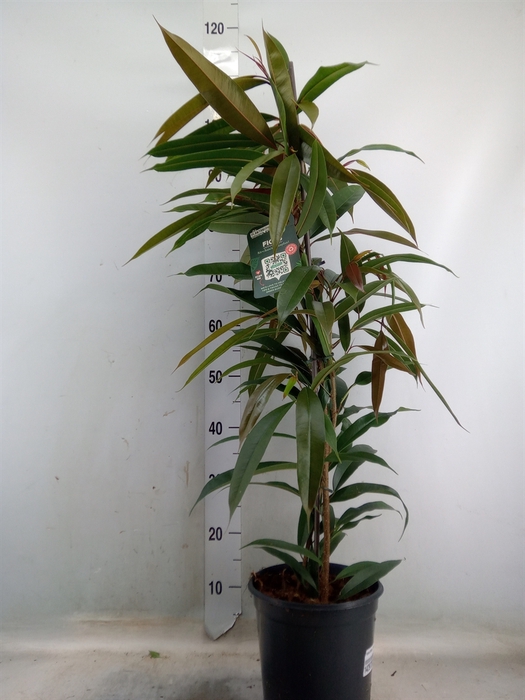 <h4>Ficus binn. 'Amstel King'</h4>