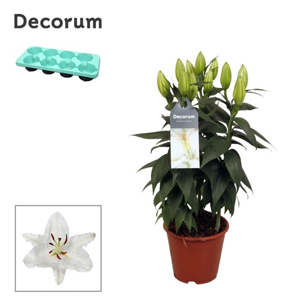 <h4>Lilium Oriental Wit 13cm</h4>