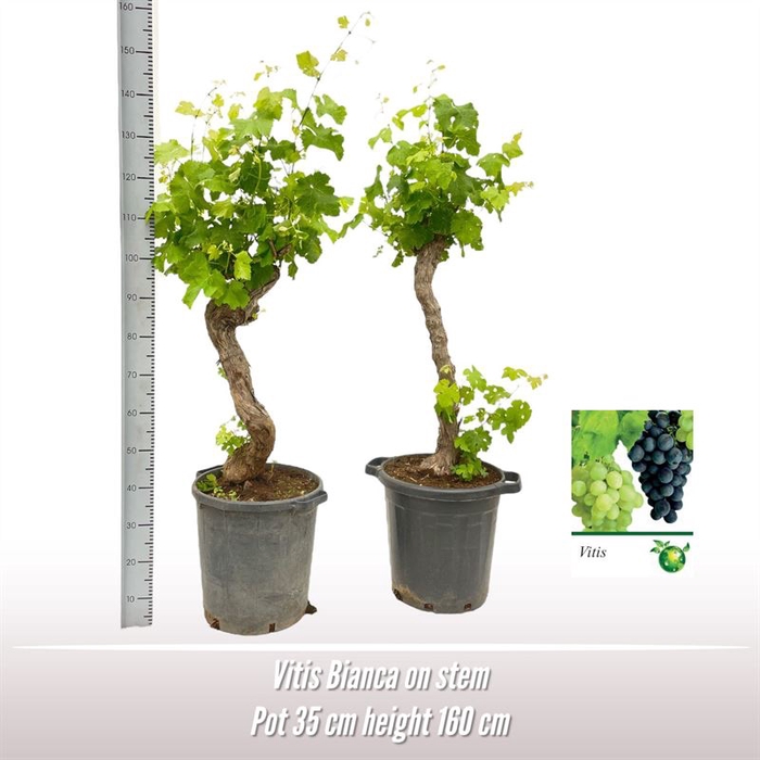 <h4>Vitis Bianca op stam</h4>