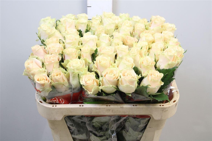 <h4>R Gr Charmant</h4>