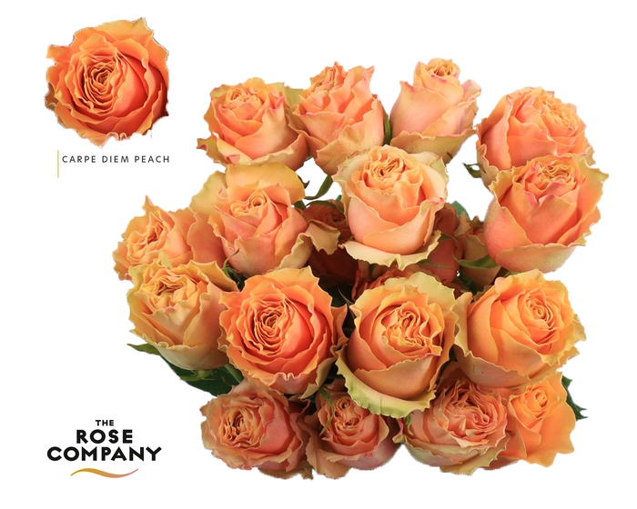 <h4>Rosa Ec Carpe Diem Peach</h4>