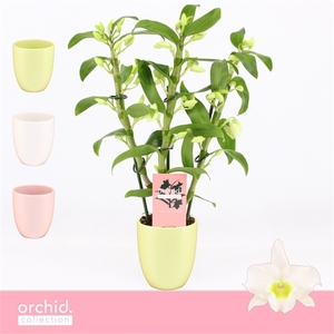 Dendrobium Nobilé, Apollon 3-spike Compact in Lotte Mix 'Orchid Collection'