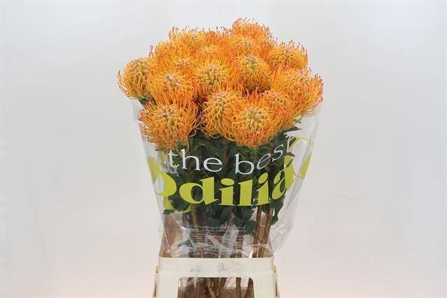 <h4>LEUCO NUTANS AYOBA SUN*</h4>