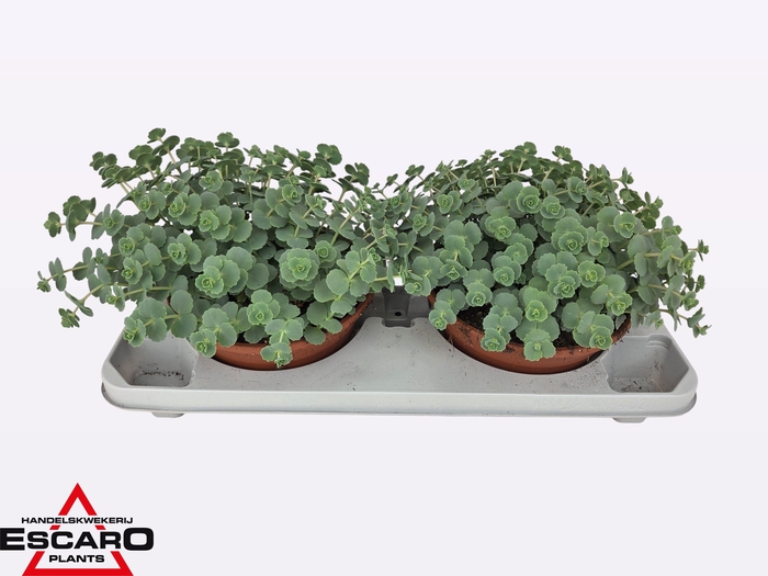 <h4>SEDUM SIEBOLDII</h4>