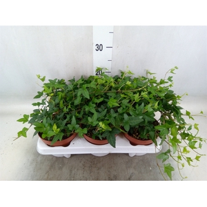 Hedera helix 'Shamrock'