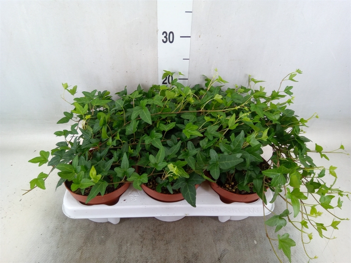 <h4>Hedera helix 'Shamrock'</h4>