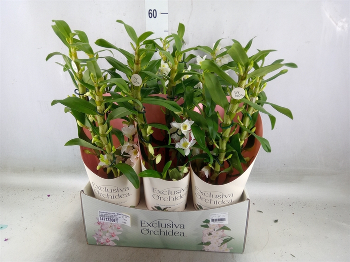 <h4>Dendrobium nob. 'StarCla Apollon'</h4>