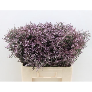 LIM SAF LILAC
