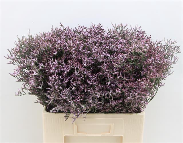 LIM SAF LILAC