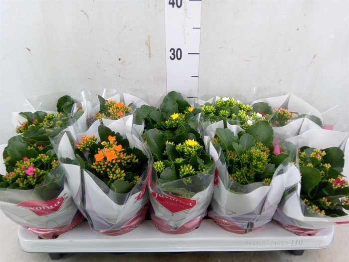 <h4>Kalanchoe blos.   ..mix 6</h4>