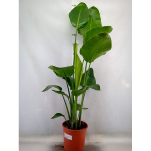 Strelitzia nicolai