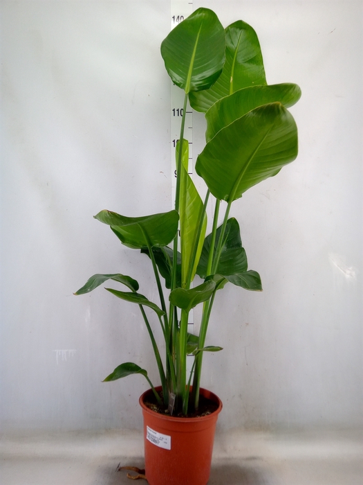 <h4>Strelitzia nicolai</h4>