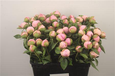 <h4>Paeo L Angel Cheeks Ex</h4>