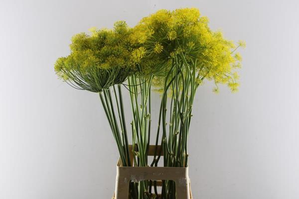 <h4>Anethum Graveolens</h4>