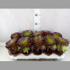 Aeonium   ...
