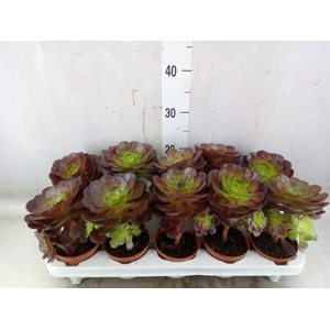 Aeonium   ...