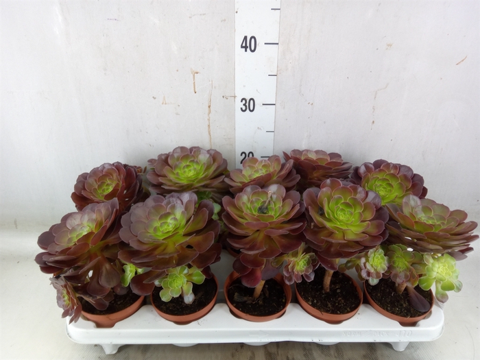 <h4>Aeonium   ...</h4>