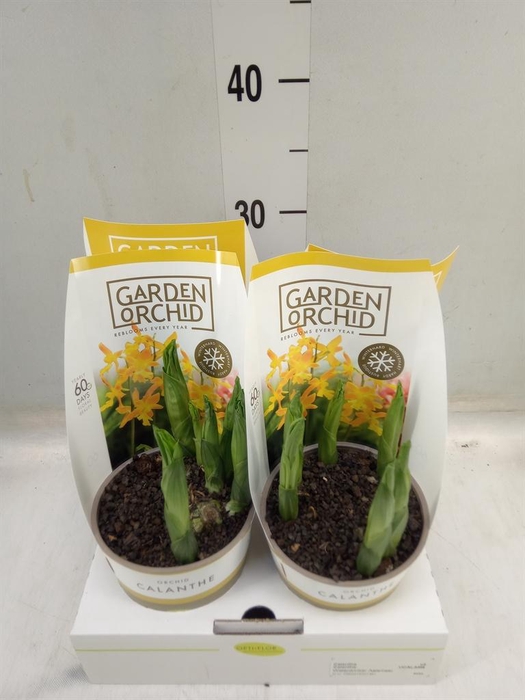 <h4>Calanthe   ...</h4>