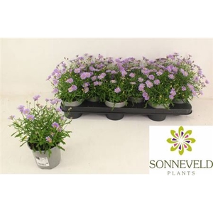 Brachyscome multifida Mauve Delight