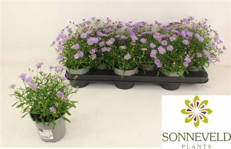 <h4>Brachyscome multifida Mauve Delight</h4>