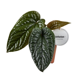 Anthurium   ...