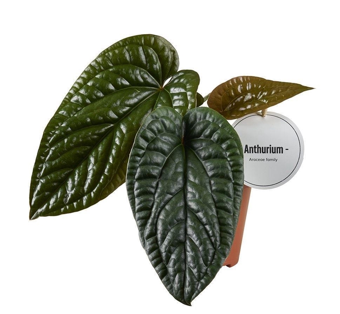 <h4>Anthurium   ...</h4>