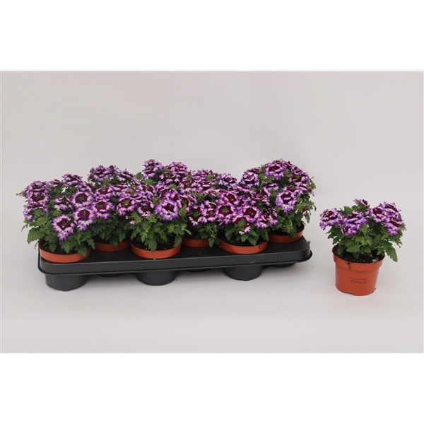 <h4>Verbena Lanaï Blue Twister</h4>
