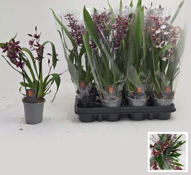 <h4>BUR BARROCCO RED</h4>