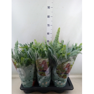 Phlebodium aureum 'Blue Star'
