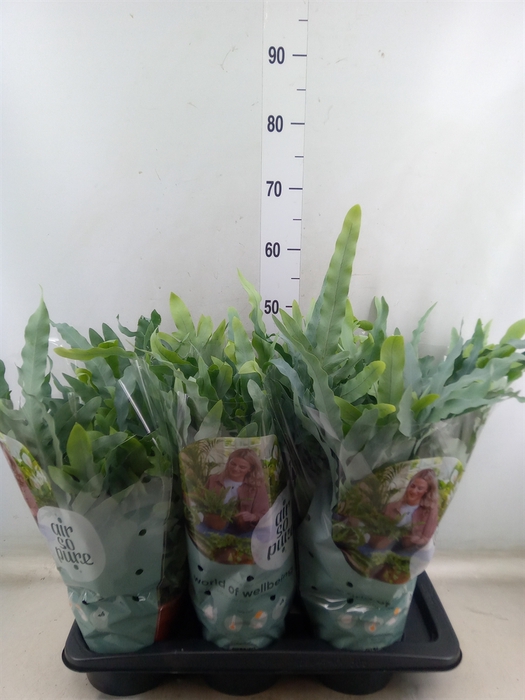 <h4>Phlebodium aureum 'Blue Star'</h4>