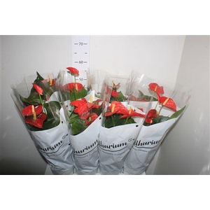 Anthu An Madural Red 6+