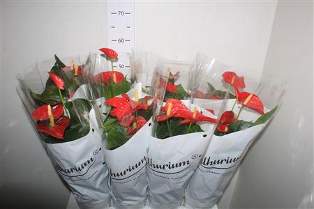 <h4>Anthu An Madural Red 6+</h4>