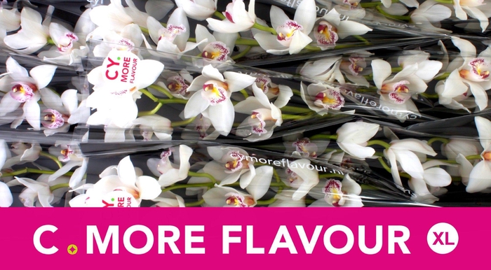 <h4>CYMB T SILVER</h4>