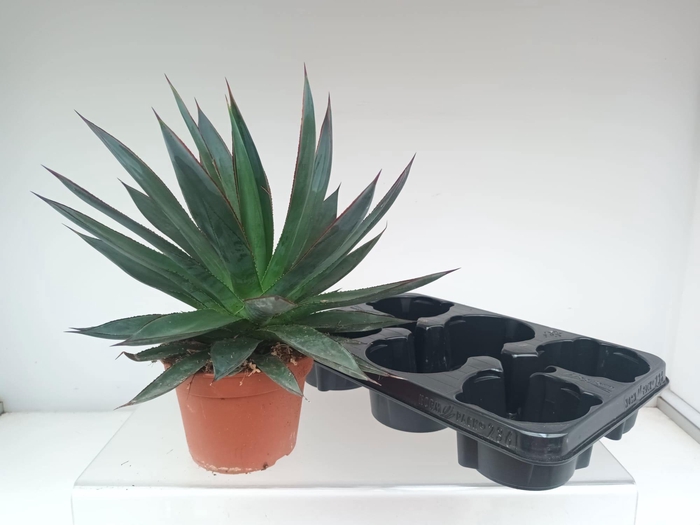 <h4>AGAV SHAKA ZULU</h4>