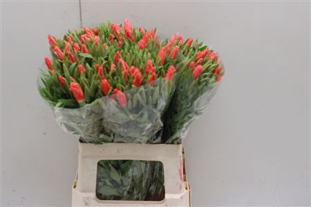 <h4>Clarkia Salmon</h4>