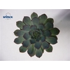 Echeveria Pulidonis Grey Cutflower Wincx-5cm