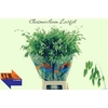 Chasmanthium Green