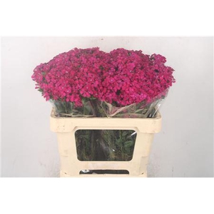 Di Barb Amazone Neon Cherise