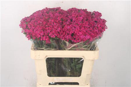 <h4>Di Barb Amazone Neon Cherise</h4>