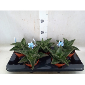 xGasteraloe  'Tiki Zilla'