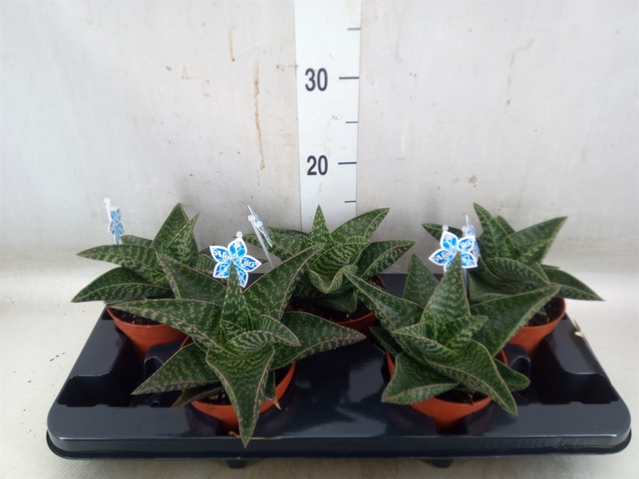 <h4>xGasteraloe  'Tiki Zilla'</h4>