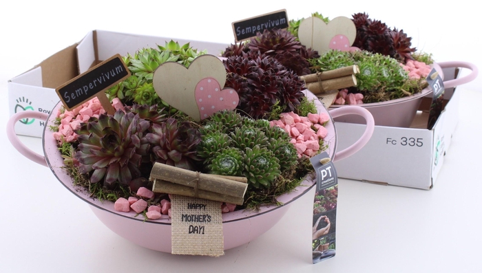 <h4>ARR SEMPERVIVUM</h4>