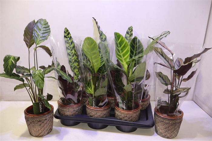 <h4>Arr Calat Gem In Luxe Keramiek</h4>